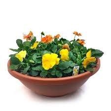 Pansy bowls Pansy bowls