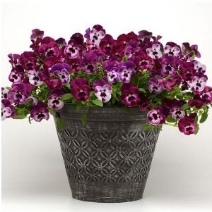 Wave Pansy Wave Pansy